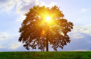 Sonne scheint durch einen Baum